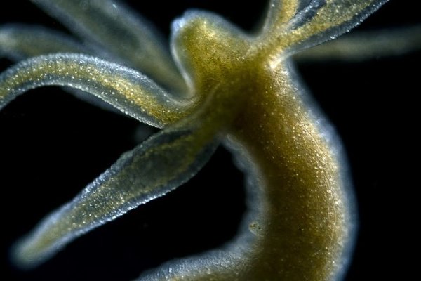 Кракен маркетплейс kraken clear com