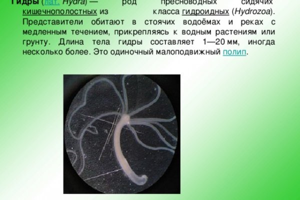 Kraken 11at